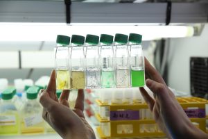 🌊 Explorez le monde fascinant du phytoplancton ! 🔬