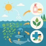 Photo Culture de microalgues