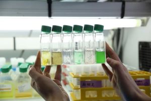 Formation Culture de microalgues à Roscoff en Septembre 2025 !