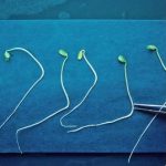 Photo Biologie, qualité et technologies des semences