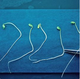 Biologie, qualité et technologies des semences