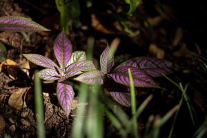 ADN environnemental, un nouvel outil d’évaluation de la biodiversité