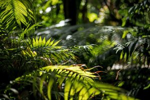 Gestion des jardins botaniques