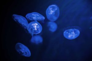 Protocoles nationaux de suivis et d’inventaires des fonds subtidaux rocheux de la façade Manche-Atlantique