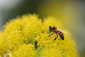 Evaluer les incidences des projets sur la biodiversité