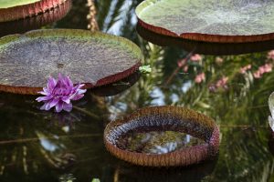 Conserver un site à l&rsquo;interface nature-culture : enjeux et défis (CSINC)