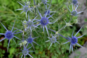 Les bases de l&rsquo;identification morpho-anatomique des hydraires, bryozoaires et ascidies