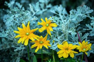 Comprendre et intégrer les enjeux de biodiversité dans une démarche RSE