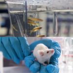 Photo Formation en Expérimentation Animale – module  Espèces Aquatiques