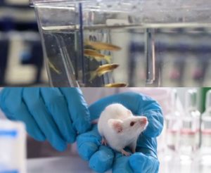 Formation en Expérimentation Animale – module  Espèces Aquatiques