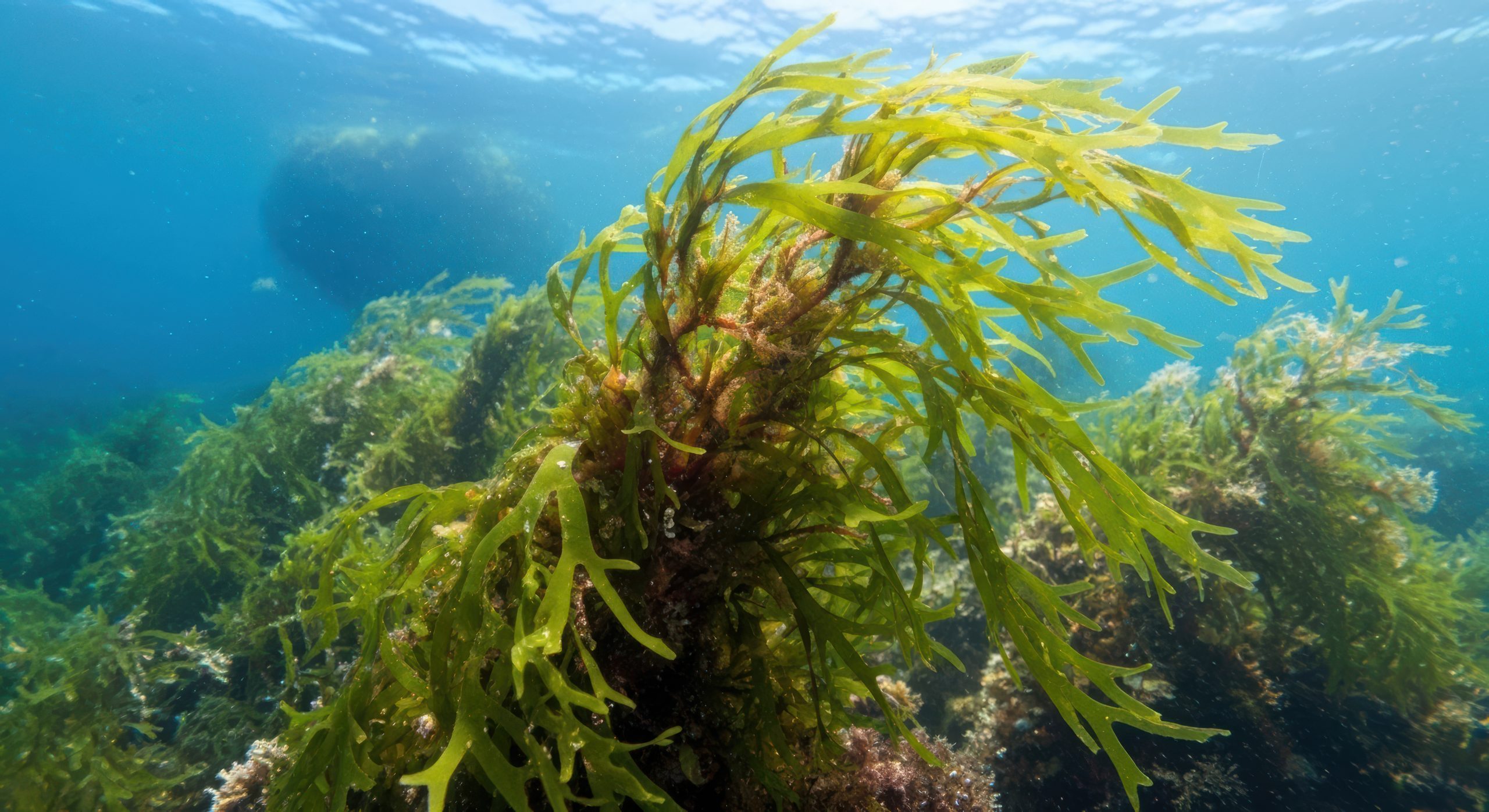 Biofilms, Biofouling, Bioencrassements, Biosalissures. Quelles (Bio) solutions ?