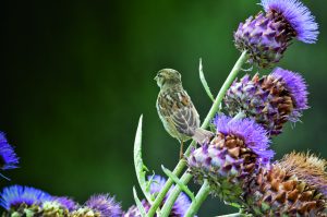Formation professionnelle du Muséum national d&rsquo;Histoire naturelle (2 jours)