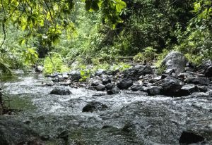 Nouvelle formation au Muséum national d&rsquo;Histoire naturelle : ADN environnemental un nouvel outil d&rsquo;évaluation de la biodiversité