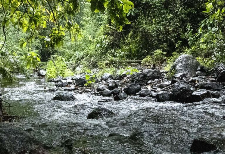 Nouvelle formation au Muséum national d&rsquo;Histoire naturelle : ADN environnemental un nouvel outil d&rsquo;évaluation de la biodiversité