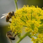 Photo BeeCON : Le Muséum explore les liens entre récolte du miel et conservation des abeilles