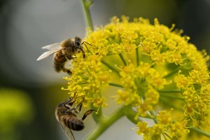 BeeCON : Le Muséum explore les liens entre récolte du miel et conservation des abeilles