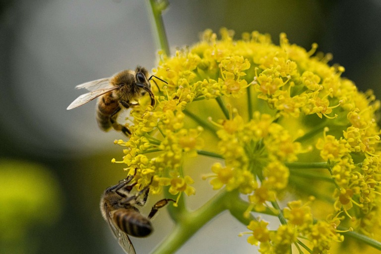 BeeCON : Le Muséum explore les liens entre récolte du miel et conservation des abeilles