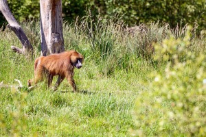 Primates non humains et humains d’aujourd’hui : interactions et conservation