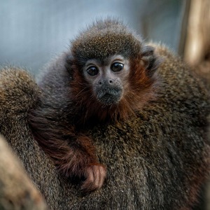 Anatomie, comportements et évolution des primates non humains et humains